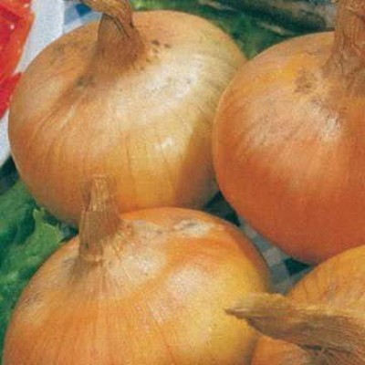 CYBEXIS VVI-38 - Granex Hybrid Sweet Yellow Onion - (4500 Seeds) Seed(4500 per packet)