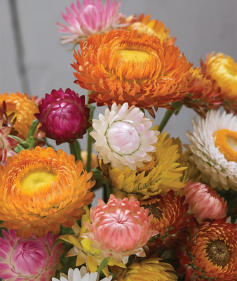 VibeX ATS-16 - Long Blooms Yellow Green Flower Envy Lime Zinnia - (270 Seeds) Seed(270 per packet)