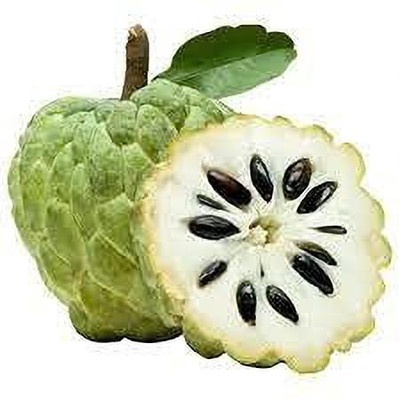 MAA Custard Apple, sitafal, sitaphal Seed(31 per packet)