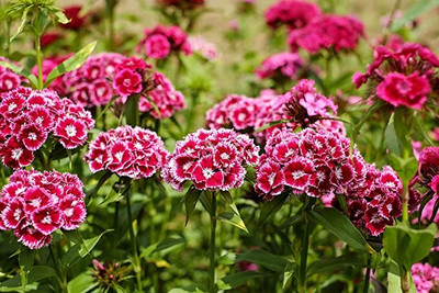 Aywal Dianthus Lemon Fizz Flower Seed(40 per packet)