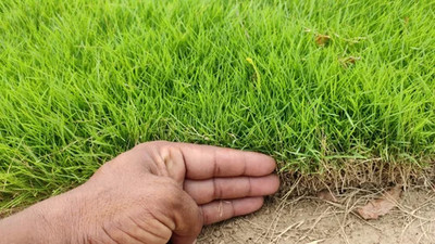 DEYS AGRO ™ durva|durba grass seeds for home gaeden Seed(7000 per packet)