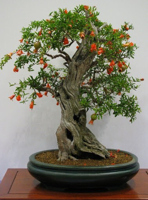 Pbevergreen beautiful bonsai herb hybrid seeds 1-packet Seed(20 per packet)