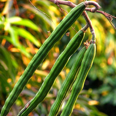 Qualtivate HUA-3A DRUMSTICK TREE Moringa Oleifera Seeds Seed(50 per packet)