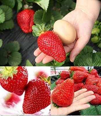 KNESSiN Giant Strawberry Seeds Seed(50 per packet)