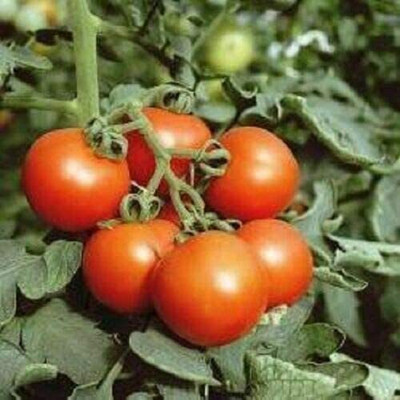 CYBEXIS Seeds of Vegetable Tomato Amateur Outdoor Type2000 Seeds Seed(2000 per packet)