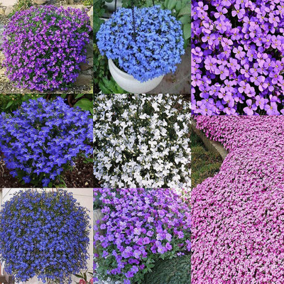CYBEXIS PUAS-77 - Mother of Creeping Thyme - (450 Seeds) Seed(450 per packet)