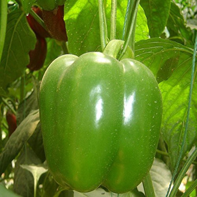 CYBEXIS HUA-99 - Green Capsicum Vegetable - (1350 Seeds) Seed(1350 per packet)