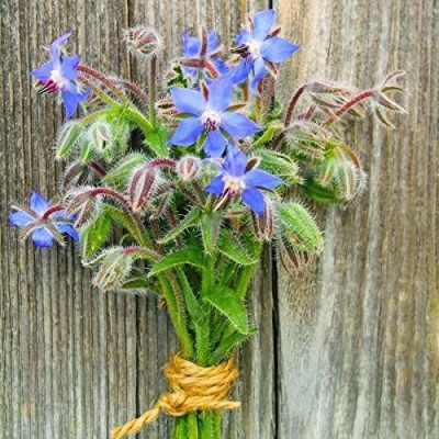 VibeX LXI-56 - Borago Officinalis Blue Star Borage - (450 Seeds) Seed(450 per packet)