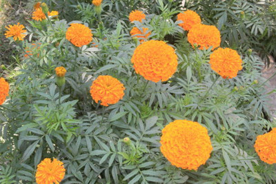 Gruppo Riva marigold/gende ka phool flower seeds Seed(25 per packet)