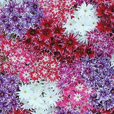 CYBEXIS Phlox Popstars Mixed Seed(50 per packet)
