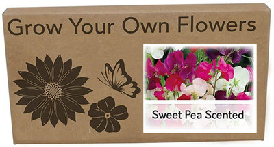 CYBEXIS Sweet Pea Scented Flower Seeds400 Seeds Seed(400 per packet)