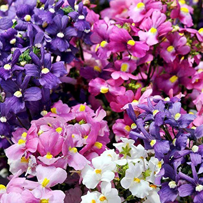 LPR NEMESIA Seed(15 per packet)