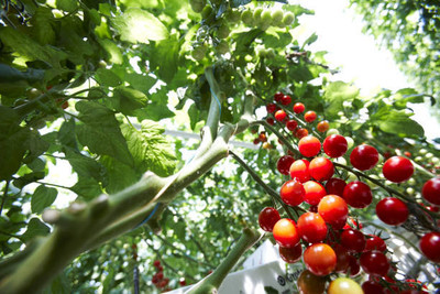 Farmhook tomato Seed(55 per packet)