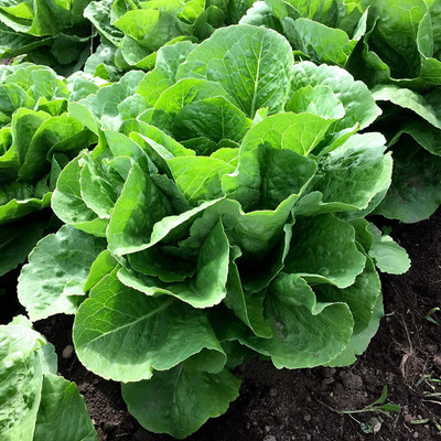 VibeX ATS-50 - Lettuce Romaine - Parris Island Cos - (150 Seeds) Seed(150 per packet)