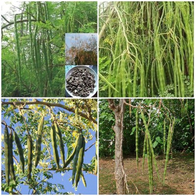 KNESSiN Hybrid Drumstick Moringa Oleifera Short Dwarf Variety Seed(50 per packet)