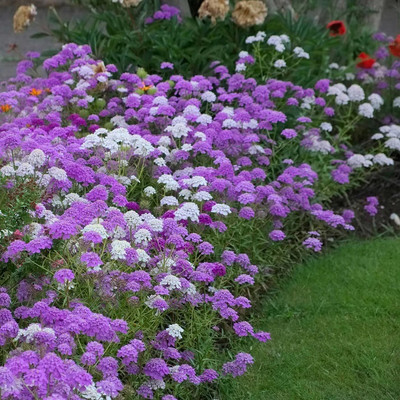 CEZIUS Candytuft Seeds - Mixed Colors Seed(60 per packet)