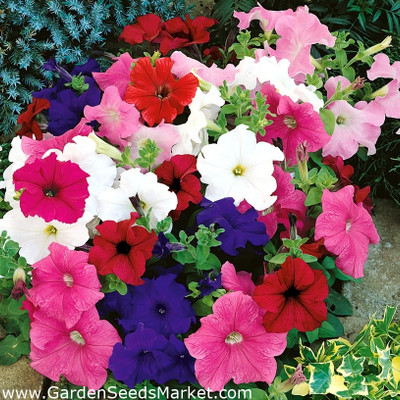 SeedSutra ™️Pituniya Multiple Colour Flower Seed(61 per packet)