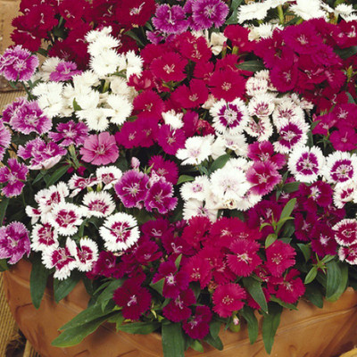 CYBEXIS Gardening Dianthus Mix Colour Flower Seeds Seed(50 per packet)