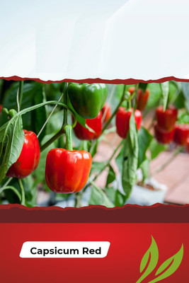 CYBEXIS NBIR-8 - Hybrid Red Capsicum - (1350 Seeds) Seed(1350 per packet)
