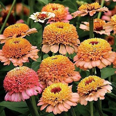 CYBEXIS XL-80 - Zinnia Zinderella Peach Flower - (270 Seeds) Seed(270 per packet)