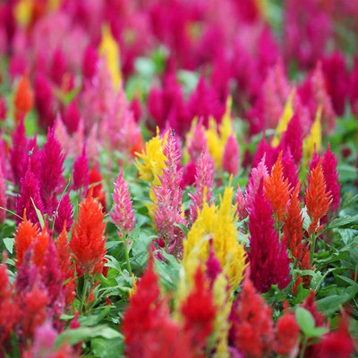 VibeX TLX-41 - Plumed Castle Celosia Multi Color Mix - (180 Seeds) Seed(180 per packet)