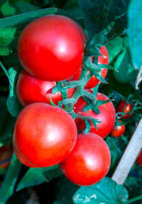 Profchef tomato Seed(80 per packet)
