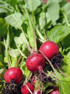 XOLDA Organic red round radish Seed(15 per packet)