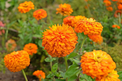 DRoz marigold/gende ka phool flower seeds Seed(50 per packet)