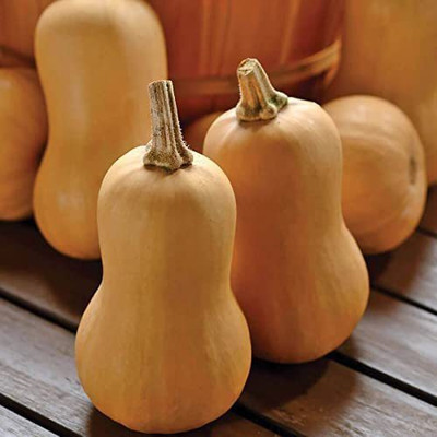 CYBEXIS ATS-16 - Butterbaby Organic Squash - (225 Seeds) Seed(225 per packet)