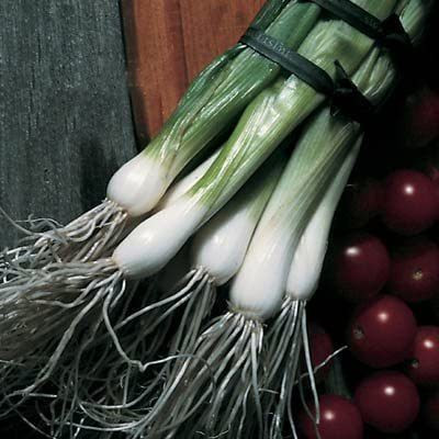VibeX ® VXI-727 Onion Southport Whiteing Seeds Seed(1000 per packet)