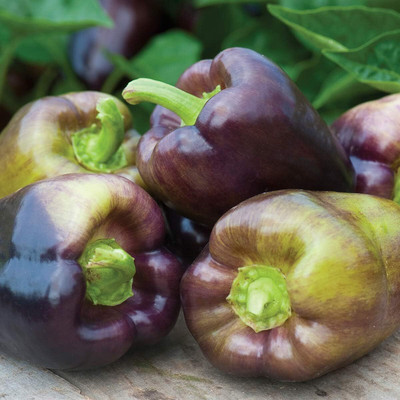 Biosnyg Organic Pinot Noir Sweet Pepper Vegetable Seeds for Garden-(2000 Seeds) Seed(2000 per packet)