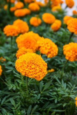 DRoz marigold/gende ka phool flower seeds Seed(50 per packet)
