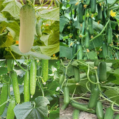 ibains Khira seeds cucumber kakri seeds pack of 82 Seed(82 per packet)