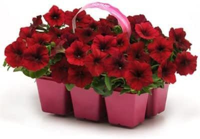 CYBEXIS Petunia Easy Wave Velour Red Seeds Seed(50 per packet)