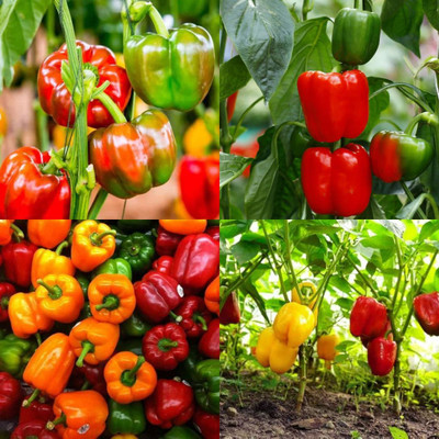 ibains Capsicum tree seed shimla mirchi pack of 195 Seed(195 per packet)