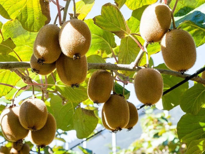 BJUBAS kiwi seeds packet pack of 19 Seed(19 per packet)