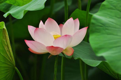 seedargo lotus,kamal seeds Seed(13 per packet)