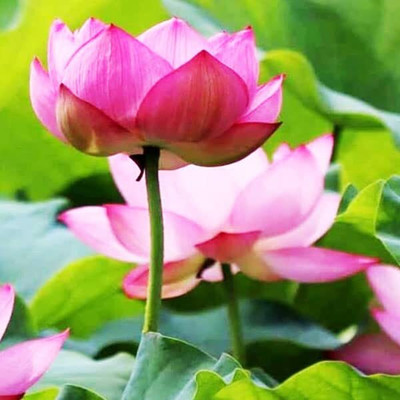 LPR Kamal, Lotus Seeds, Water Lily Seeds, KAMAL GATTA, LOYUS SEEDS FOR HOME GARDNING Seed(20 per packet)