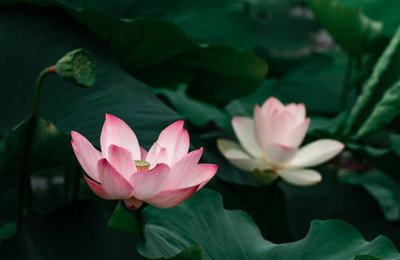 Greenspice lotus,kamal seeds Seed(13 per packet)