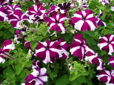 Aywal Petunia Mixed Colour Flower F1 Hybrid Seed(70 per packet)