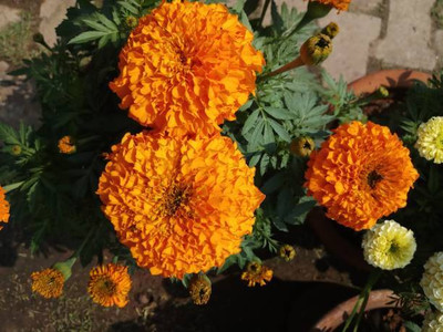 Shiv Shakti Ent marigold/gende ka phool flower seeds Seed(75 per packet)