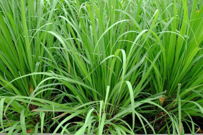 abiswas Sweet Sudan Fodder Grass For Cow Seed(6500 per packet)