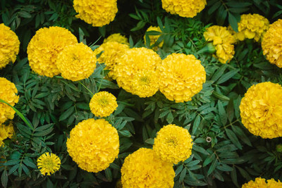 ravel moringa seed marigold/gende ka phool flower seeds Seed(50 per packet)