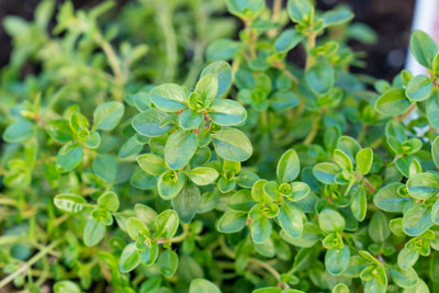 Flipkart SmartBuy Thyme Herb Plant Seed(20 per packet)