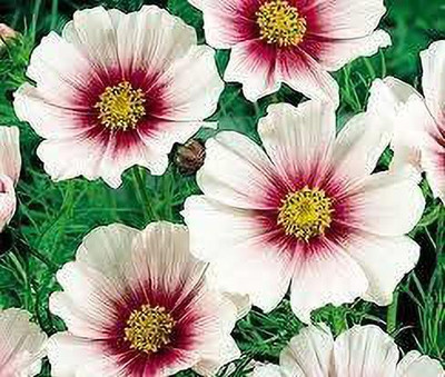 KANAYA Cosmos Mix Color Hybrid Flower Seed(10 per packet)