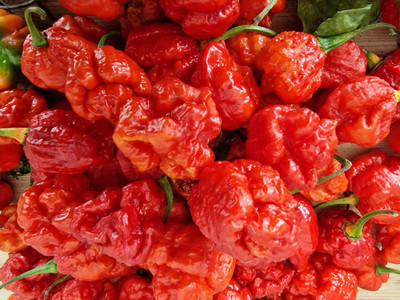 Biosnyg Non GMO Primo Lucifer Chilli Vegetable Seeds For Planting-(2000 Seeds) Seed(2000 per packet)