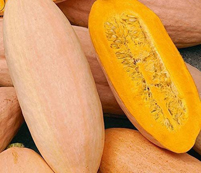 WILLVINE ATS-618 Pumpkin Pink Banana (Cucurbita Maxima) Seed(50 per packet)
