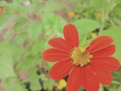 Quentova Mexican Sunflower Tithonia Seed(100 per packet)