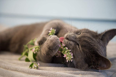 VibeX XLL-35 - Catnip - (1500 Seeds) Seed(1500 per packet)