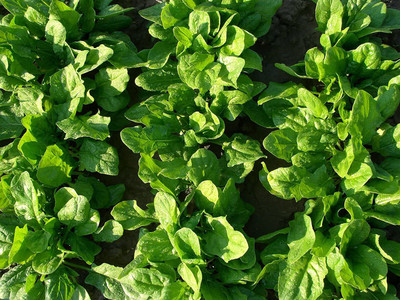 CYBEXIS Hardy Spinach Seeds French Variety4000 Seeds Seed(4000 per packet)